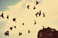 birds flying