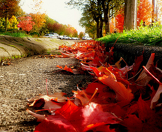 fall leaves